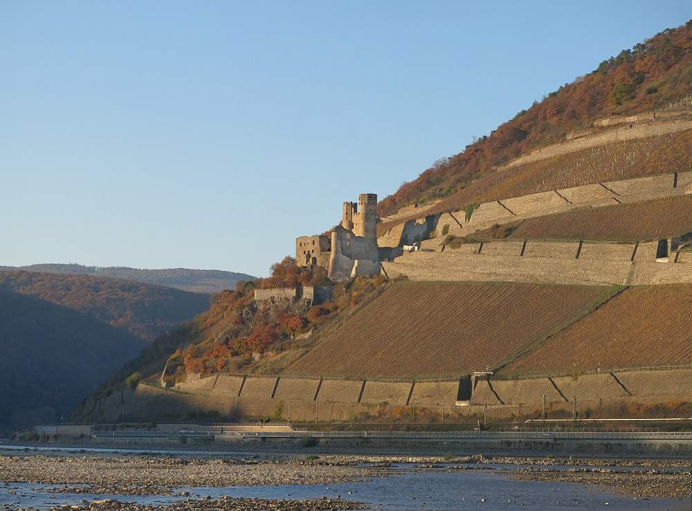 Die Ruine Burg Ehrenfels in den Weinbergen über dem Binger Loch