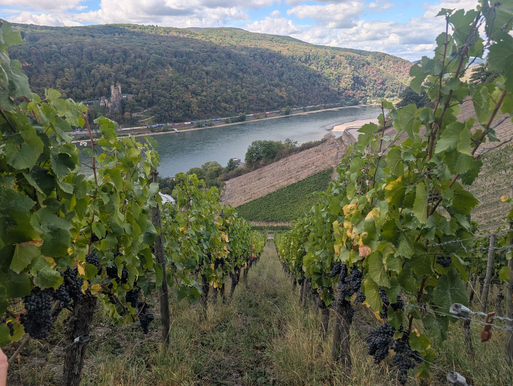 Blick aus den Weinbergen über den Rhein auf Burg Rheinstein am linken Ufer