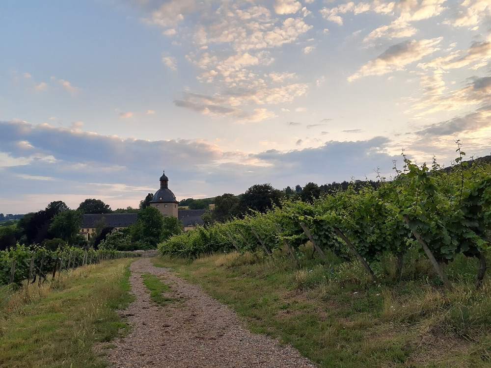Schloss Vollrads zwischen Reben im Abendlicht